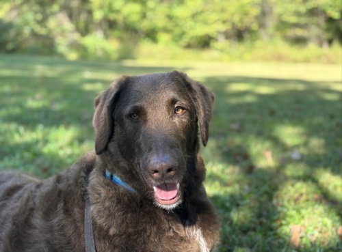 Murphy