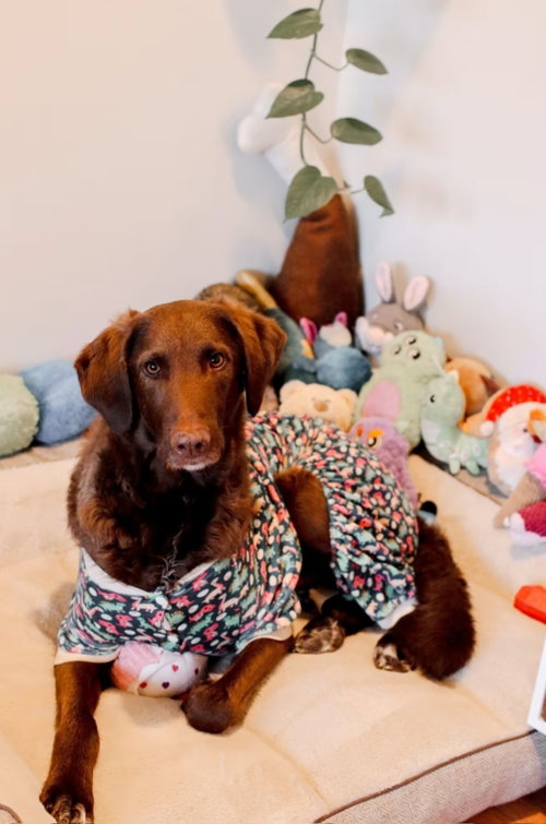 Murphy, an adoptable Labrador Retriever in Columbus, IN