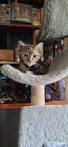 Maeve