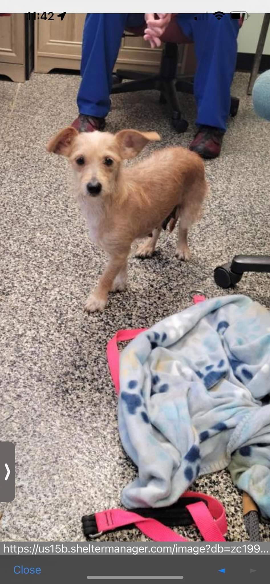 Dog for Adoption Crisco, a Terrier in Xenia, OH Alpha Paw