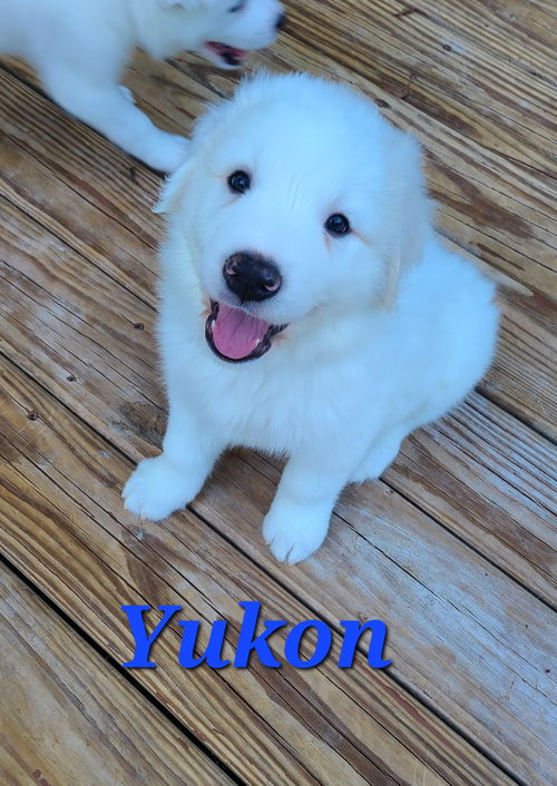 Yukon