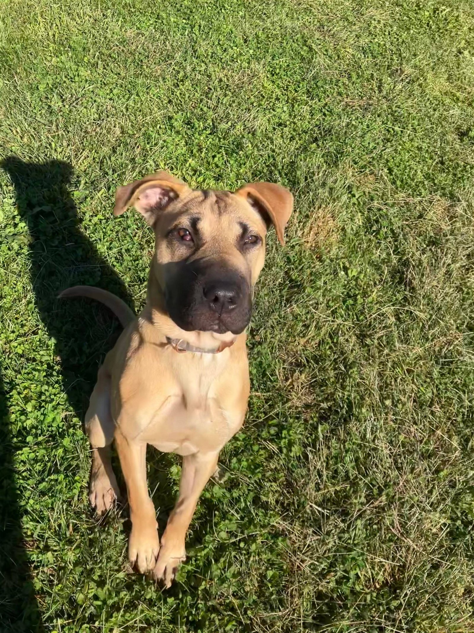 Dog for Adoption - Callie Anne, a Shar Pei in Xenia, OH | Alpha Paw