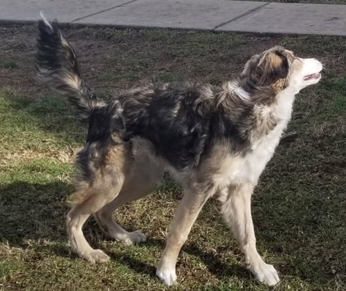 LINK - Australian Shepherd / Border Collie available for adoption
