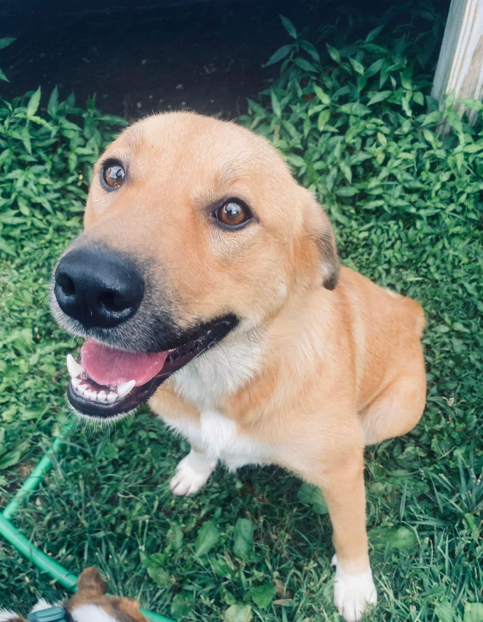 Dog for Adoption Shae, a Shepherd in Dayton, OH Alpha Paw