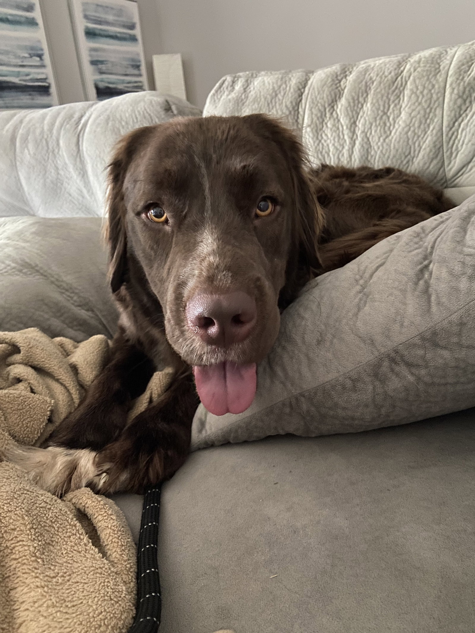 Dog for Adoption Cocoa Puff, a Labrador Retriever in Bedford, IN