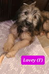 Lovey