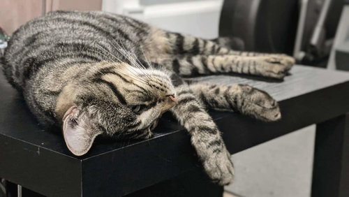 SUGAR - Domestic Short Hair available for adoption
