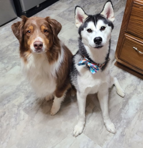 TRIPP - Siberian Husky available for adoption
