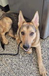 Ellie (GSD)