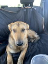Ellie (GSD)