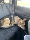 Ellie (GSD)