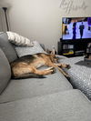Ellie (GSD)
