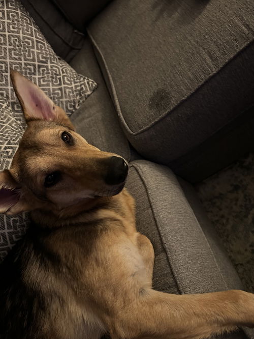 Ellie (GSD)