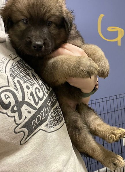 Baloo