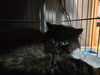 Wicket