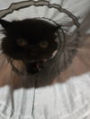 Wicket