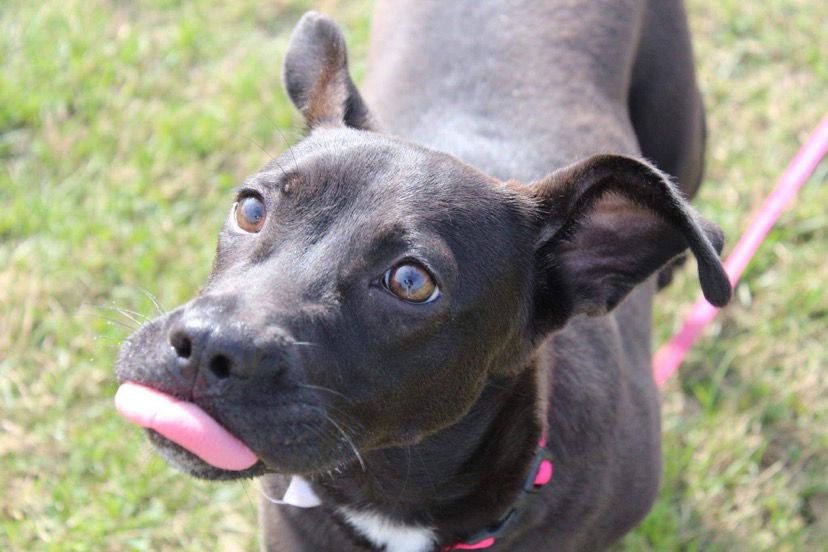 adoptable Dog in Columbus, IN named Princess