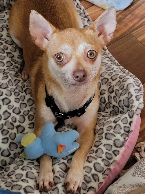 Wiggles (chi)