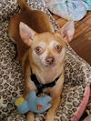 Wiggles (chi)