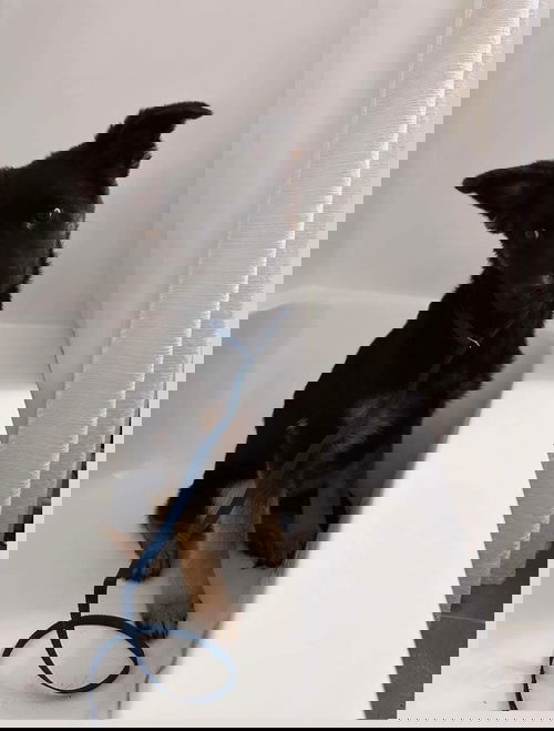 Von