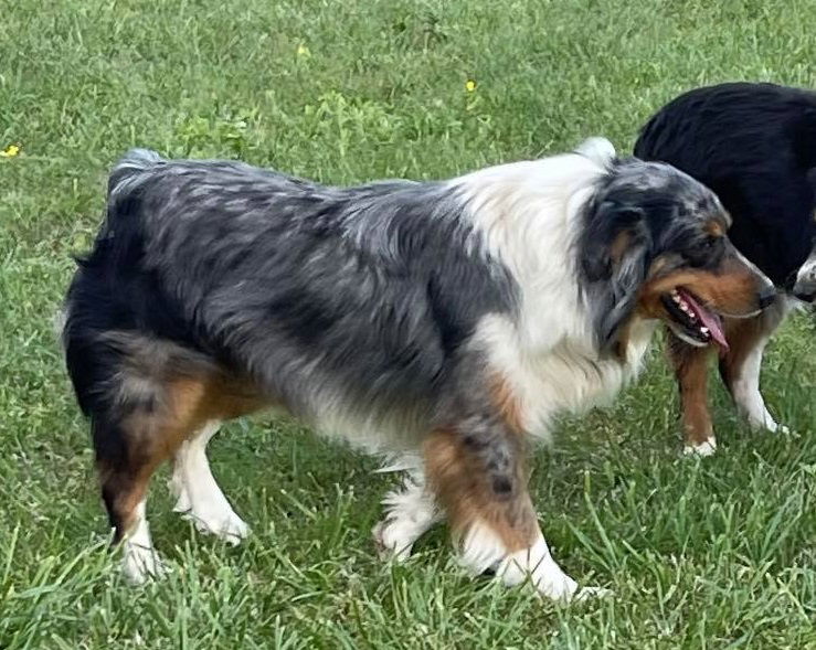 Dog for Adoption Smokey Bear, a Australian Shepherd in Plainfield, IN