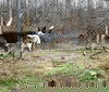 Ellie (cattle dog)