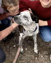 Ellie (cattle dog)