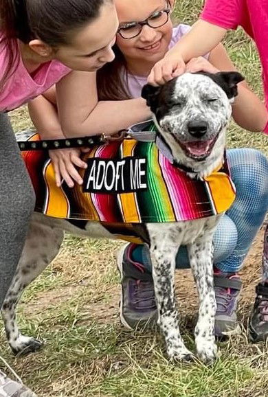 Ellie (cattle dog)