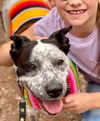 Ellie (cattle dog)