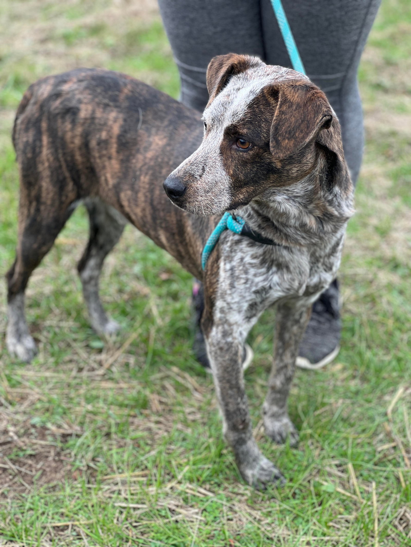 Dog for Adoption - Bojangle, a Mountain Cur in Bedford, IN | Alpha Paw