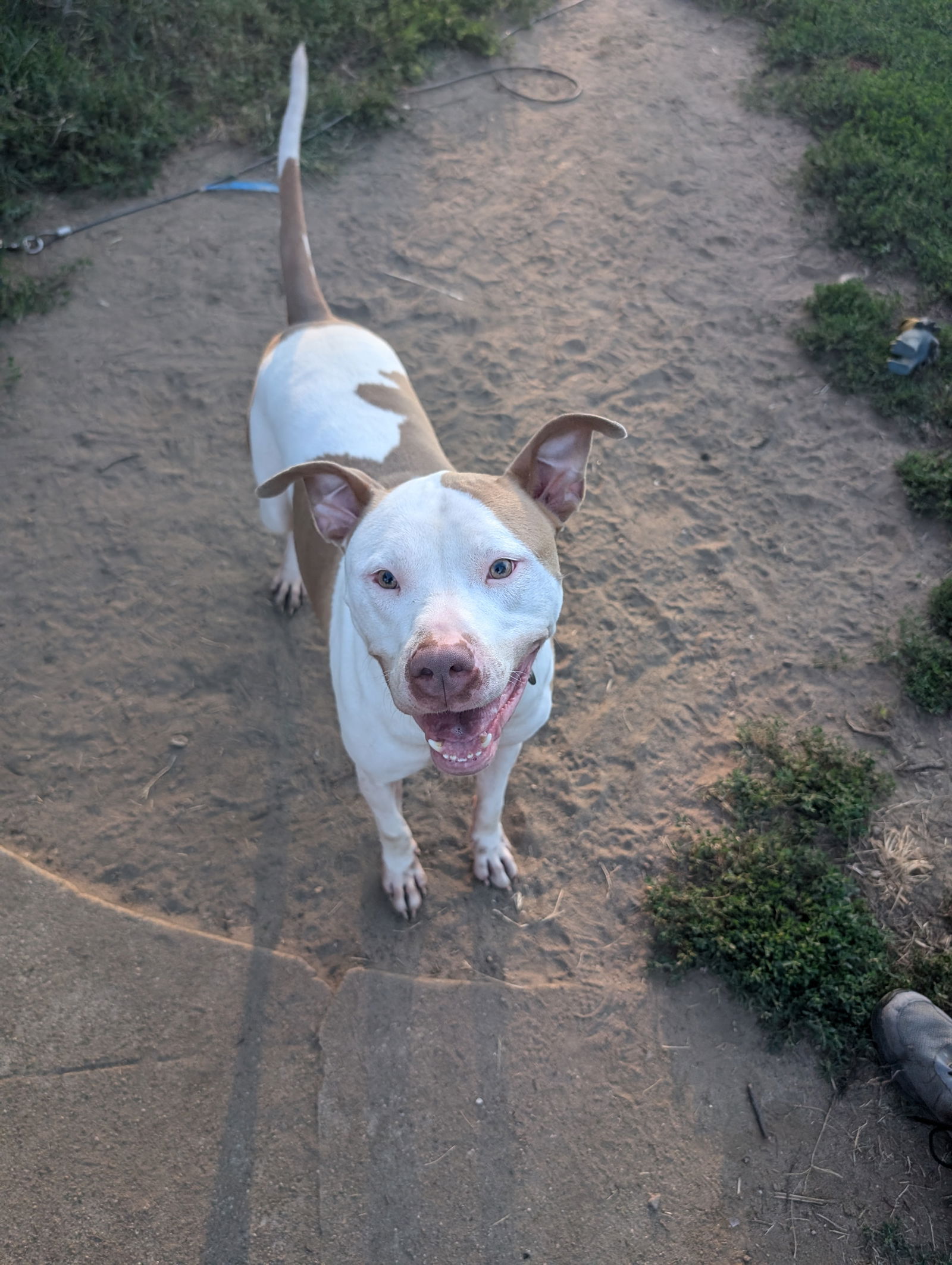 adoptable Dog in Columbus, IN named Buddy