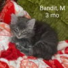 Bandit
