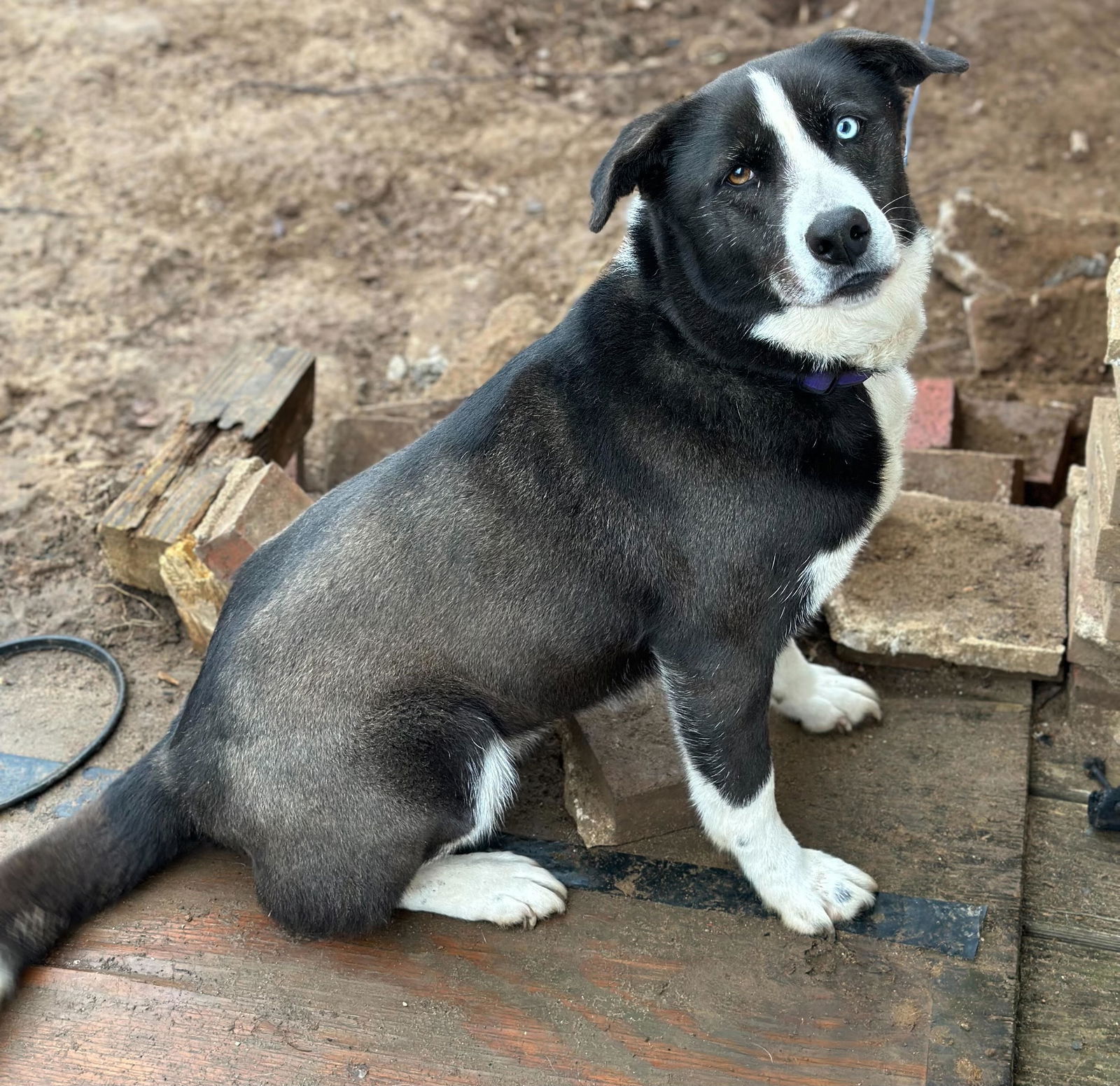 adoptable Dog in Columbus, IN named Jordy