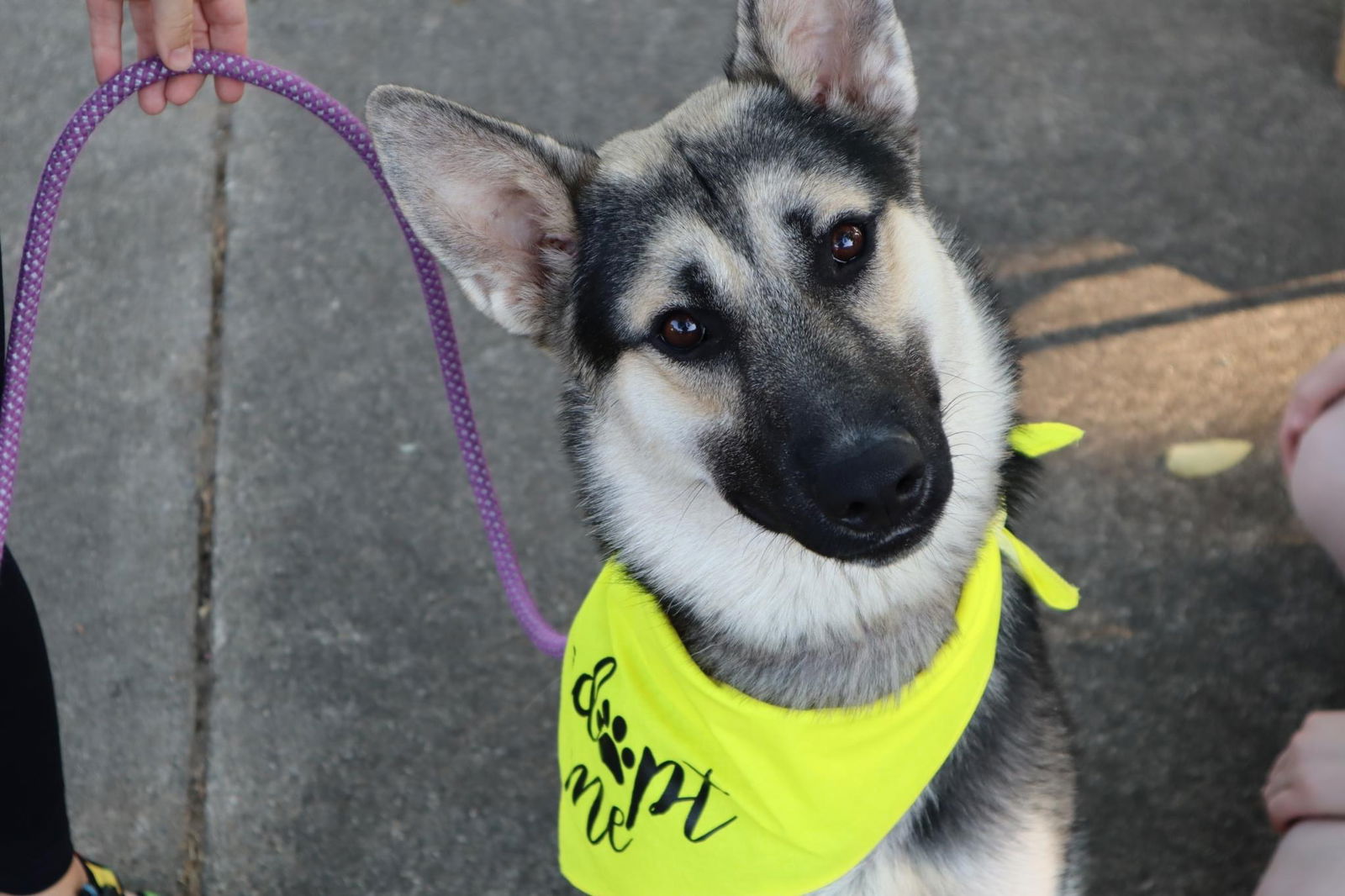 adoptable Dog in Columbus, IN named Cooper (GSD)