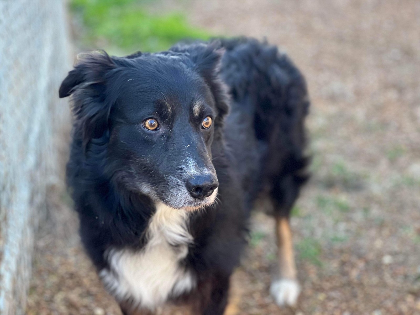 Dog for Adoption - Grizz, a Australian Shepherd in Brown County, IN ...