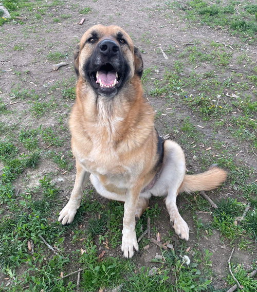 ADERA - Shepherd / Great Pyrenees available for adoption