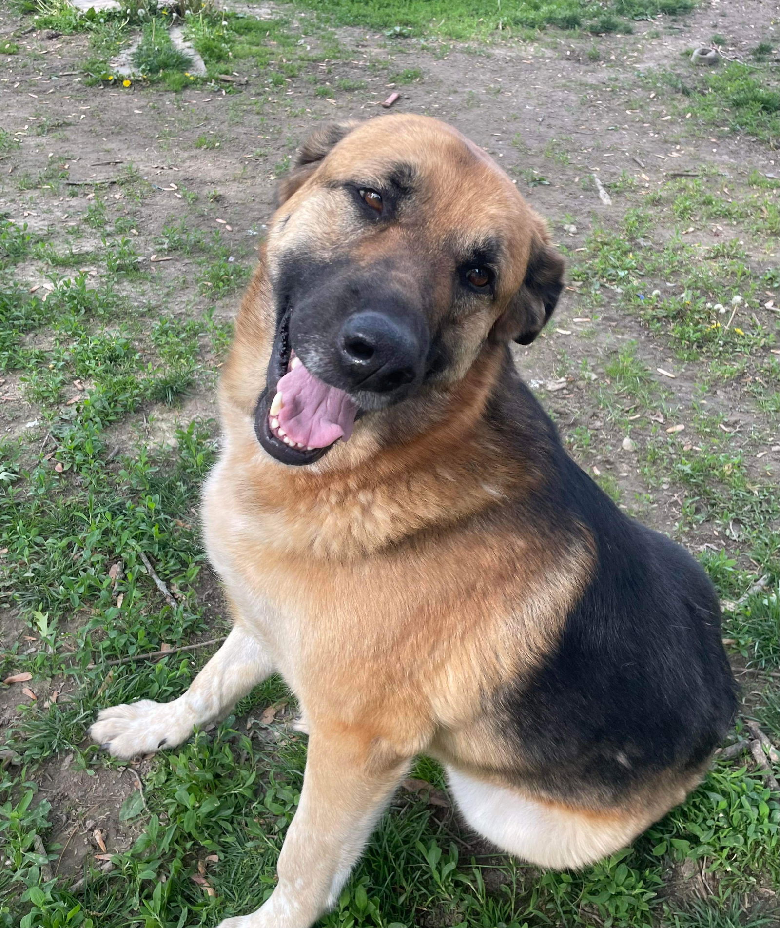 adoptable Dog in Columbus, IN named Adera