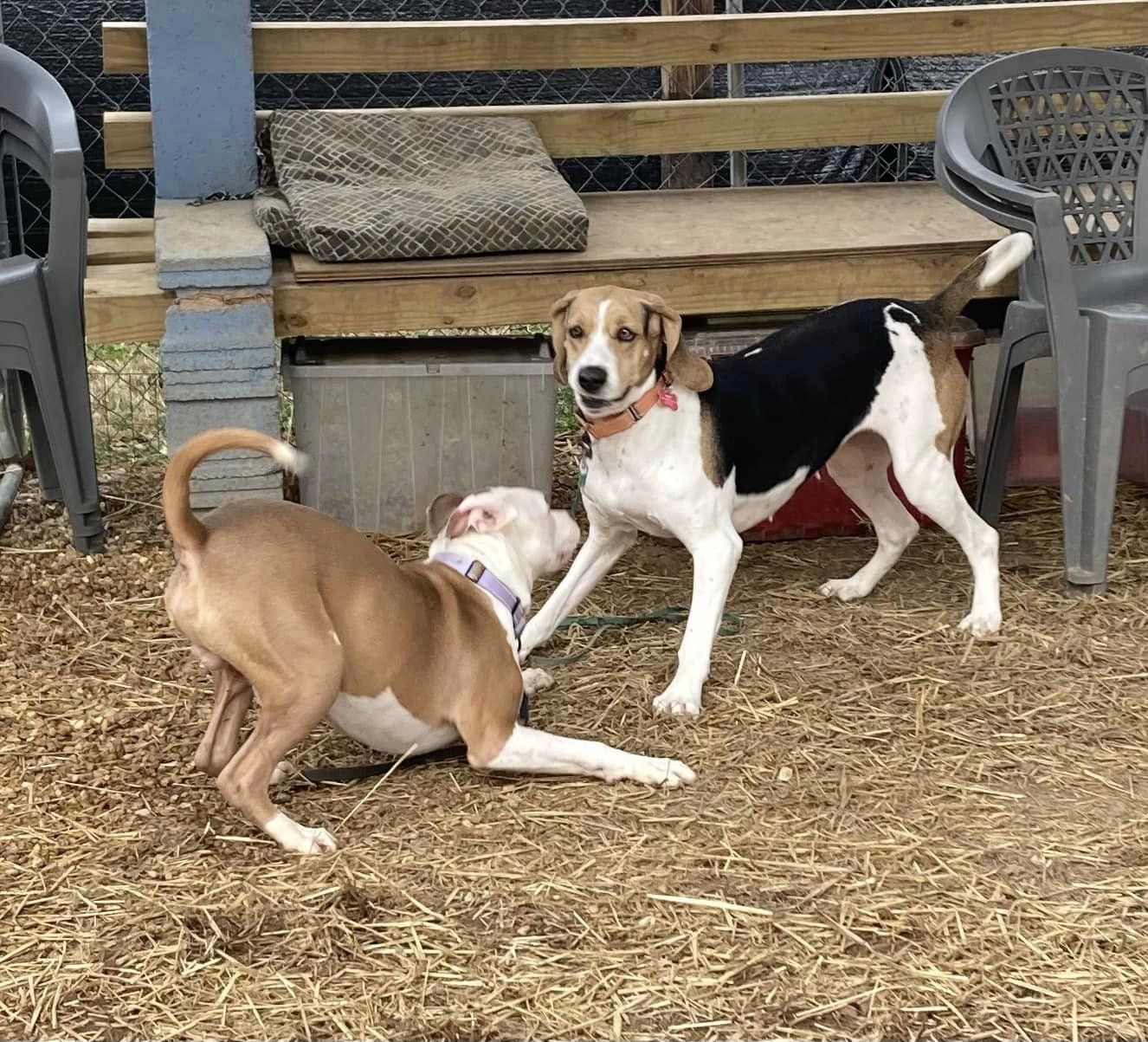 Dog for Adoption Remy (hound), a Treeing Walker Coonhound in Rushville, IN Alpha Paw