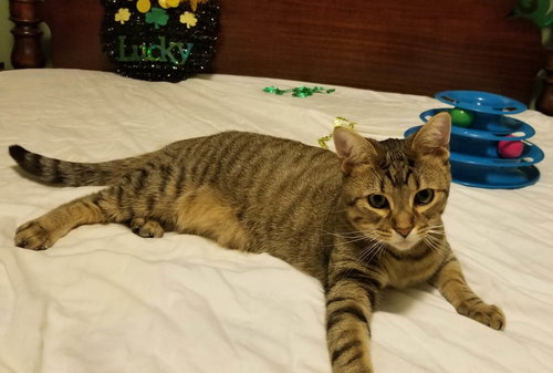 BT - Tabby / Domestic Medium Hair available for adoption