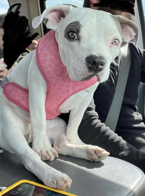 LULU - Terrier available for adoption