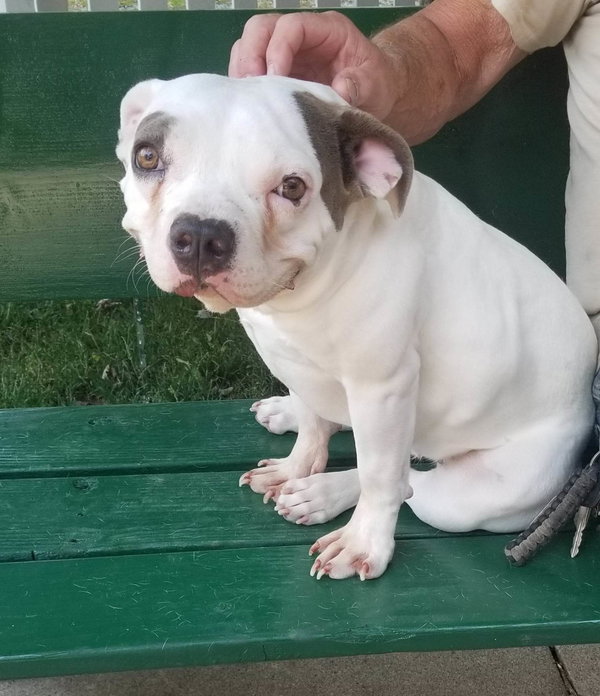 Lulu