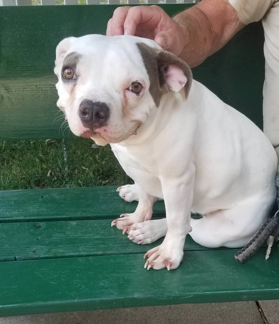 Lulu