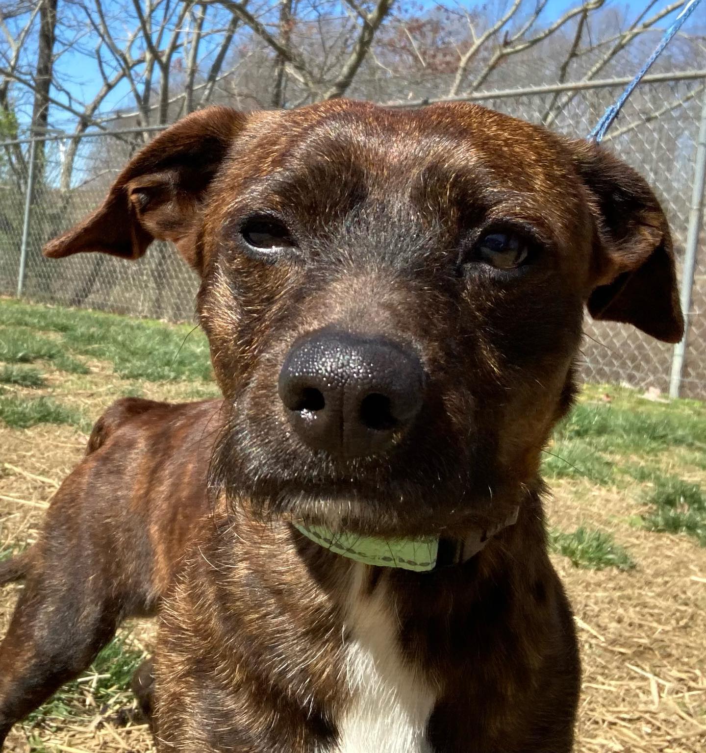 Dog for Adoption Newton, a Terrier in Versailles, IN Alpha Paw
