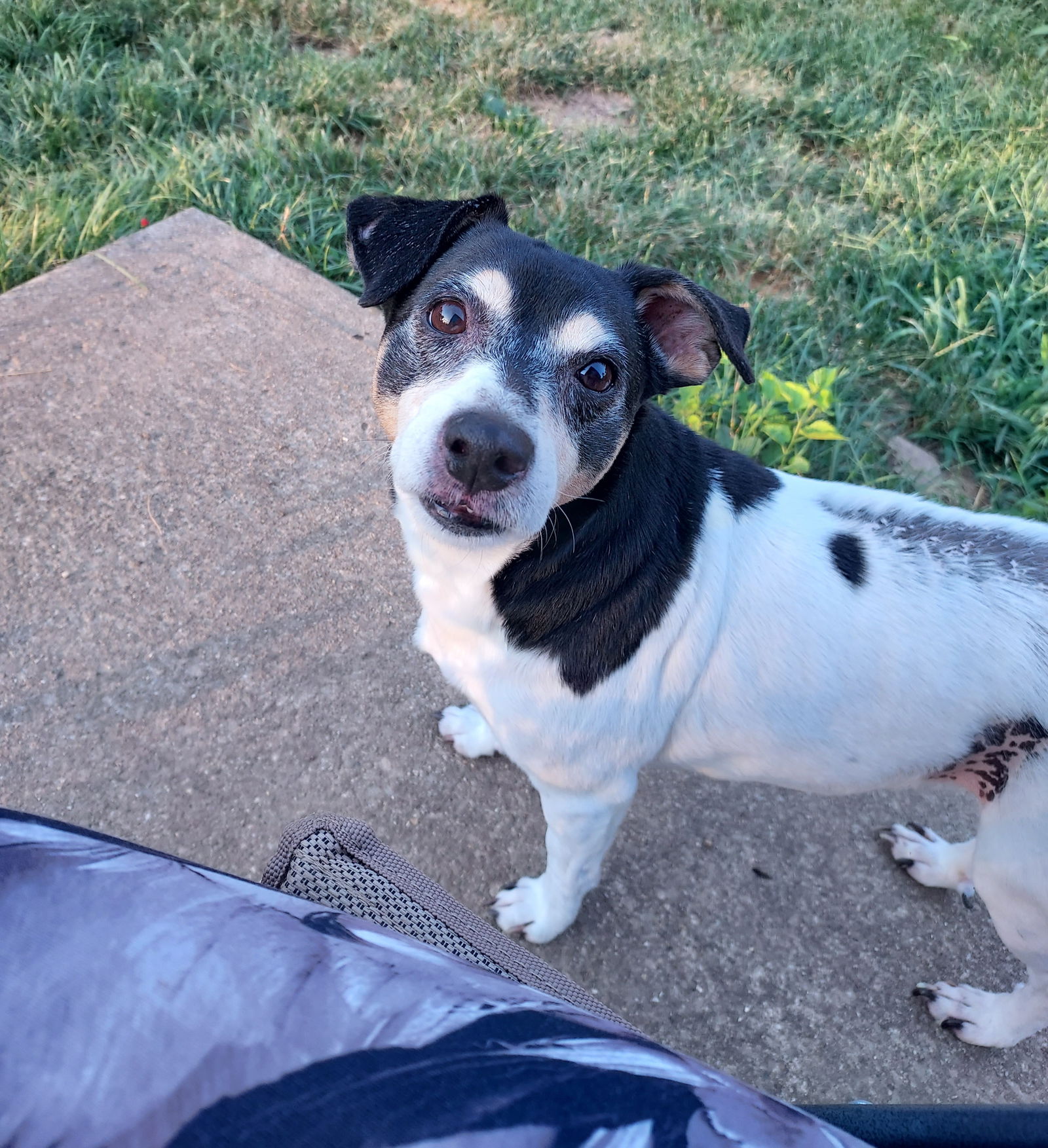 adoptable Dog in Columbus, IN named Zorro