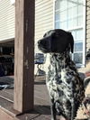 Bailey (2)