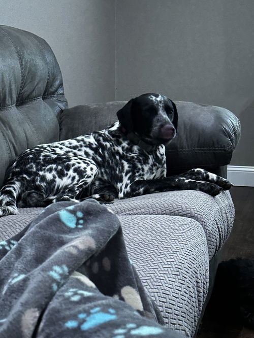 Bailey (2)
