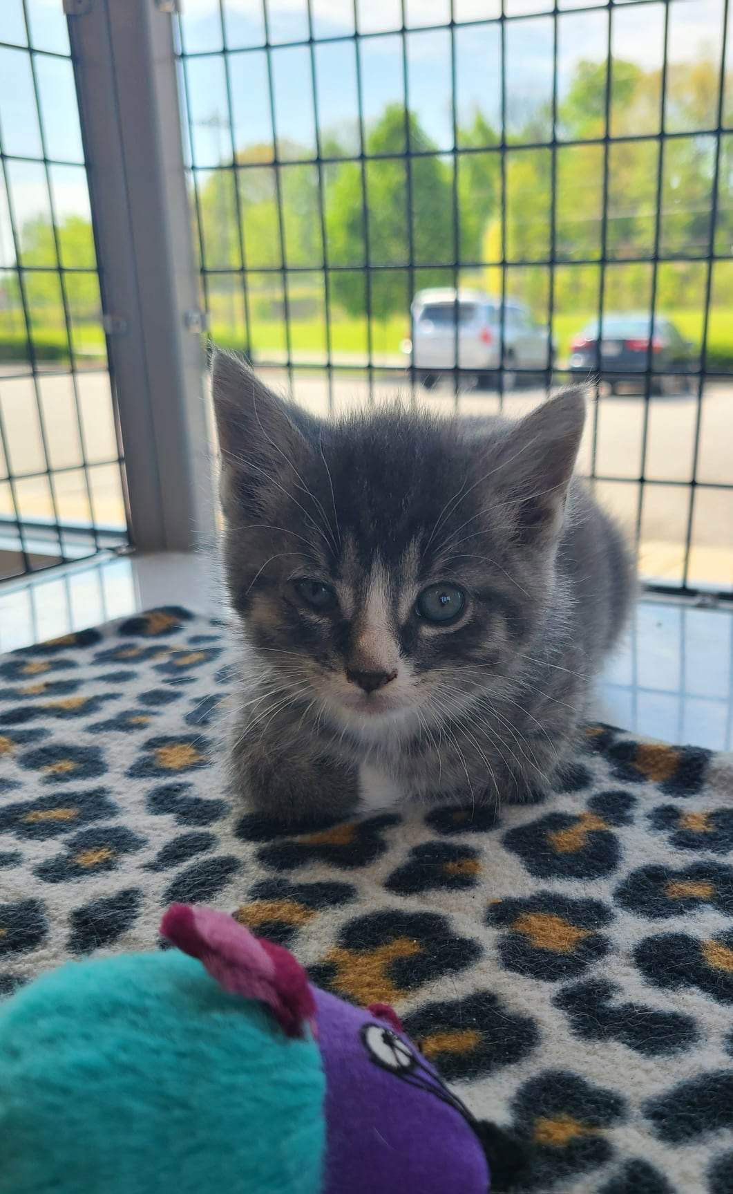 Cats for Adoption in Mooresville, Indiana Alpha Paw