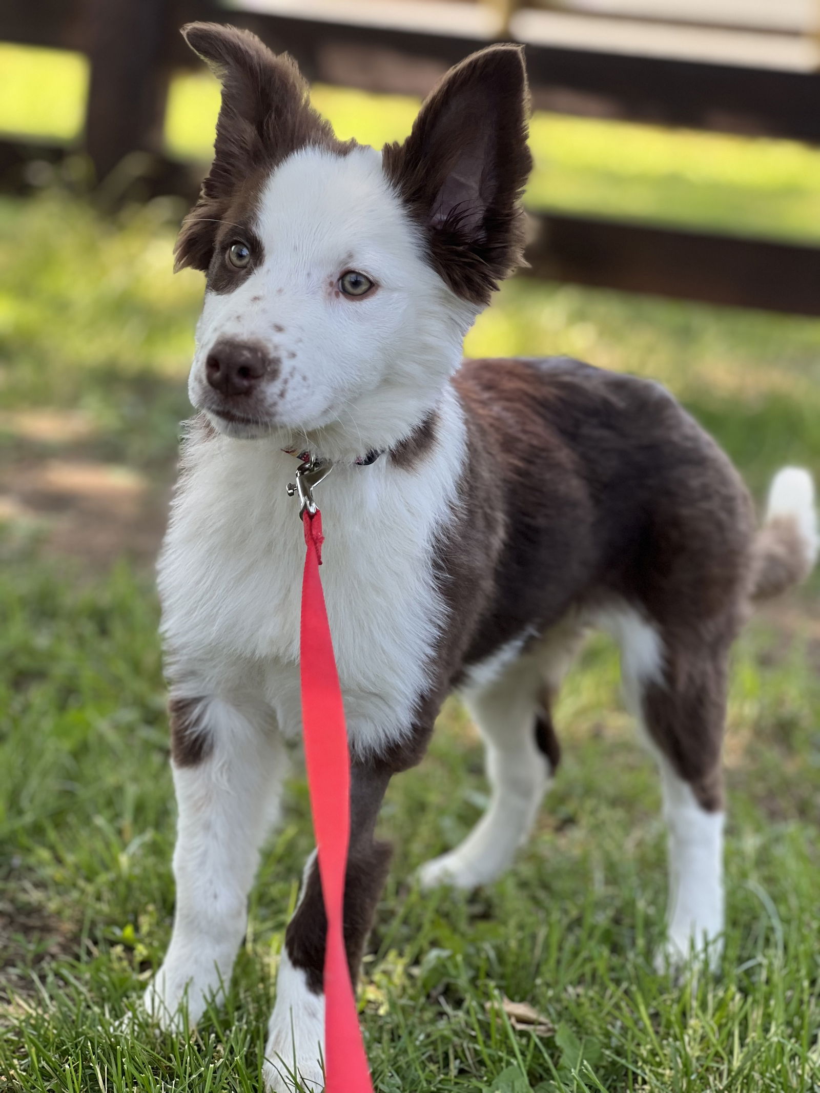 Dog for Adoption Letti, a Australian Shepherd in Brownstown, IN