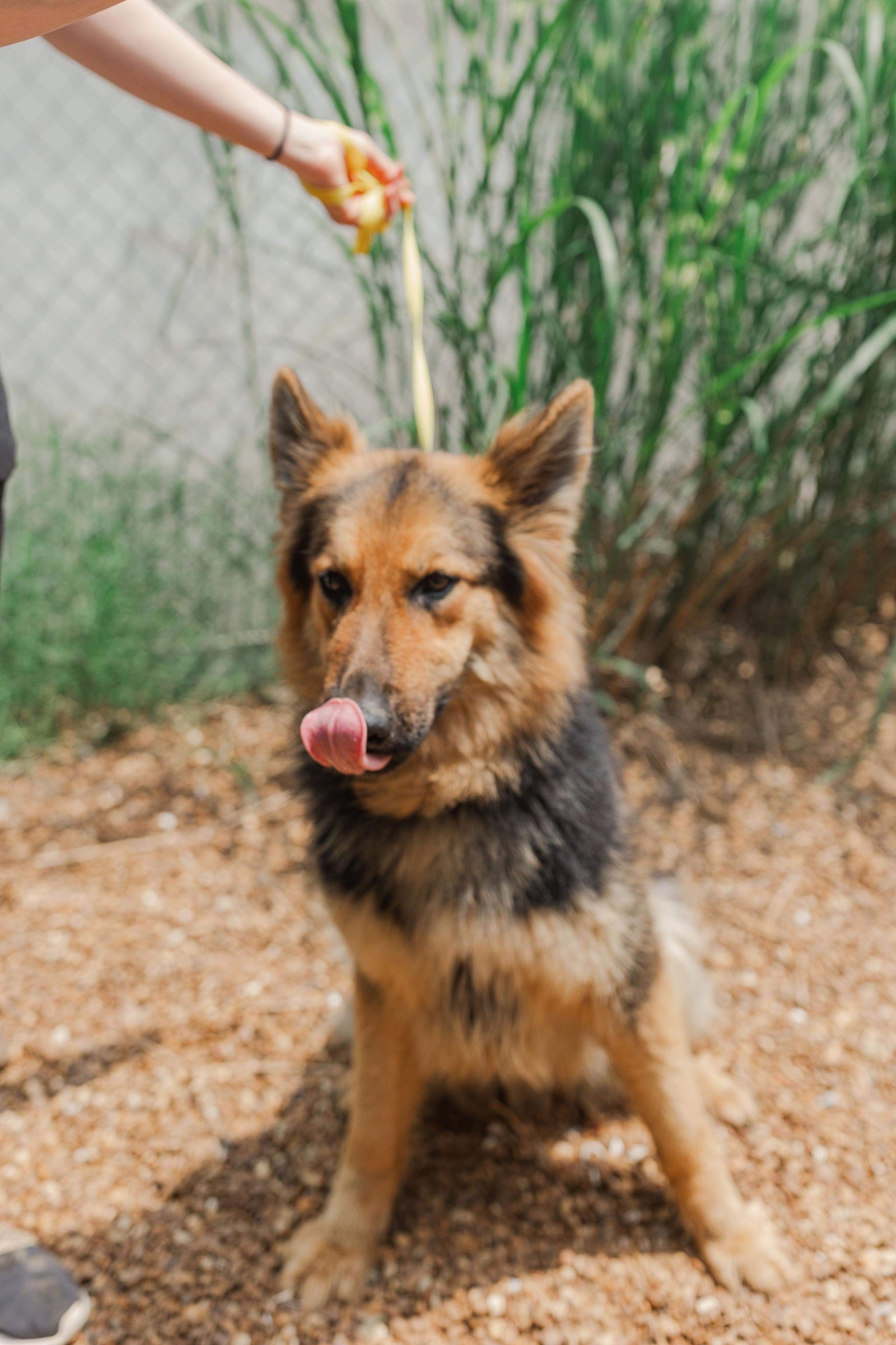 Dog for Adoption Olive (dog), a German Shepherd Dog in Bloomington