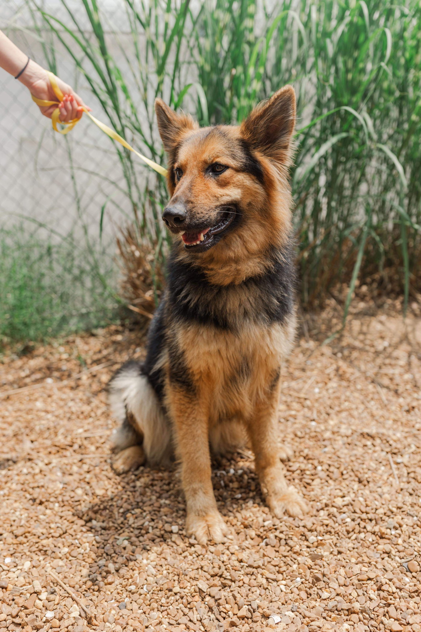 Dog for Adoption Olive (dog), a German Shepherd Dog in Bloomington